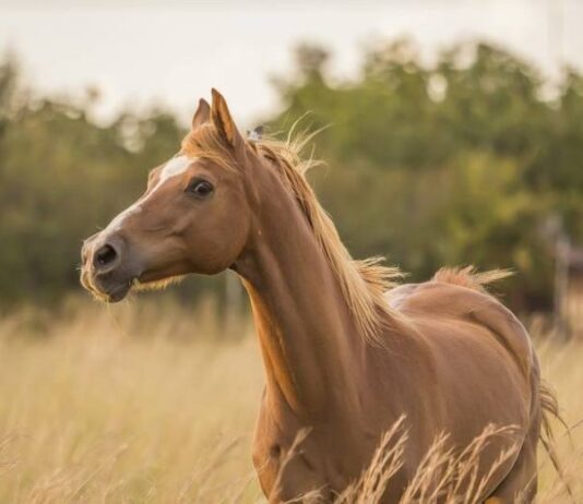 Проказы домовых в праздник прощания с осенью: что запрещено делать в Иванов день 1 ноября