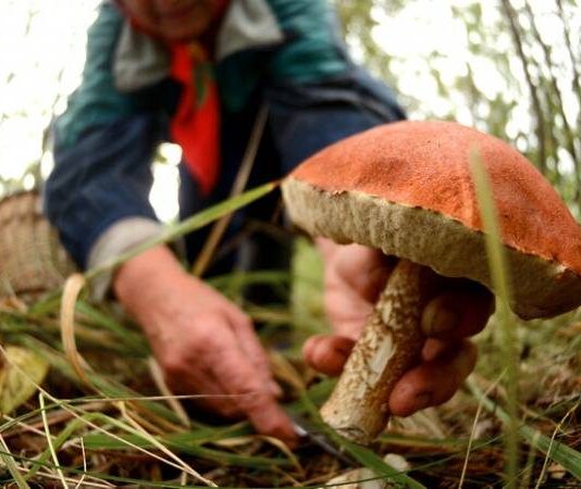 Суровые наказания за незаконный сбор особо ценных растений и грибов: новый закон в России