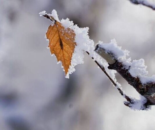 Аномальное тепло или снегопады: прогноз погоды на декабрь 2023 года в Москве, Петербурге, Сибири и на Урале