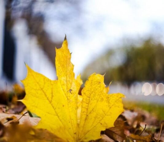 Гороскоп карьеры и денег на сегодня, 8 ноября 2023 года