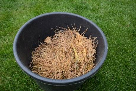 Не спешите выбрасывать: что делать с елкой после Нового года 2024