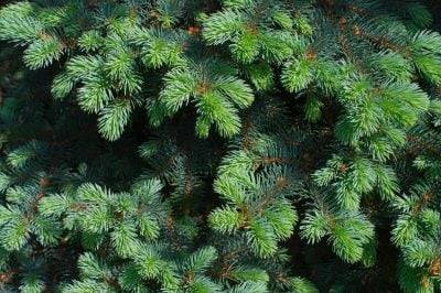 Не спешите выбрасывать: что делать с елкой после Нового года 2024