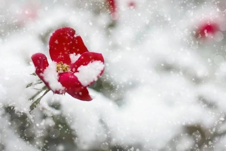 Почему на Анисьин день 12 января на Руси не солили еду