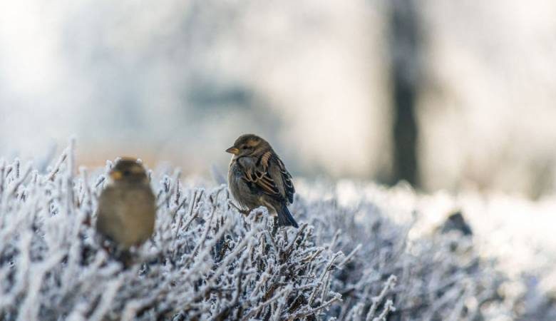 Почему на Игнатьев день 2 января проводили крестный ход вокруг дома, а праздник называли «яблочным»