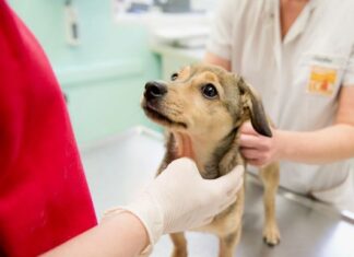 Плюсы и минусы кастрации собаки