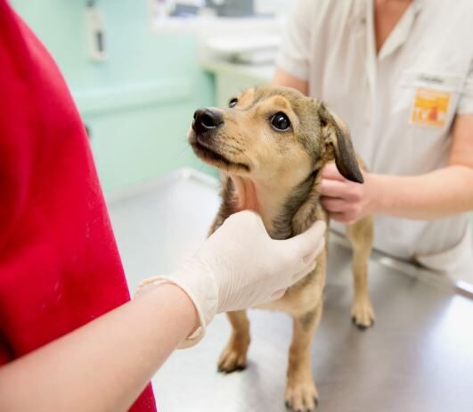 Плюсы и минусы кастрации собаки