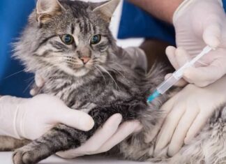 Почему важно делать прививки от бешенства кошкам