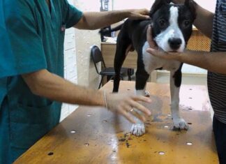 В каком возрасте делают кастрацию собакам