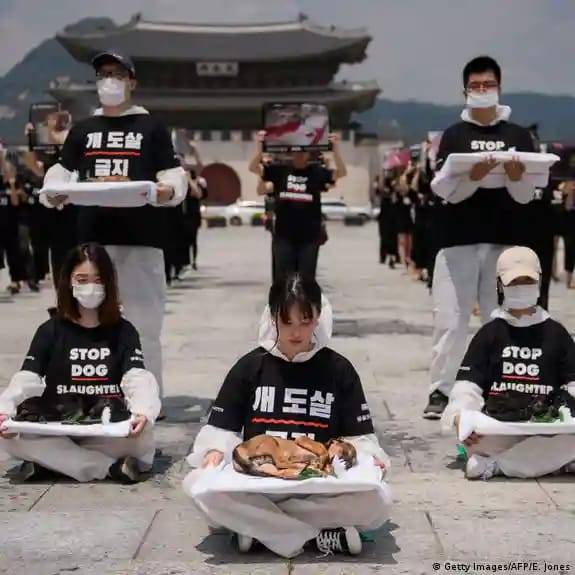 Южная Корея приняла закон о запрете употребления собак в пищу